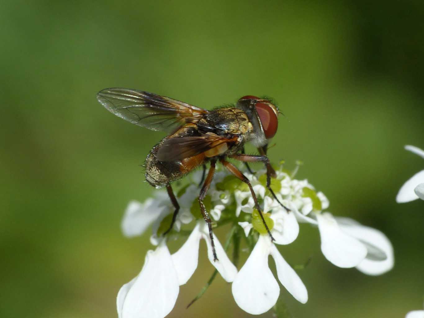 Ectophasia sp.?